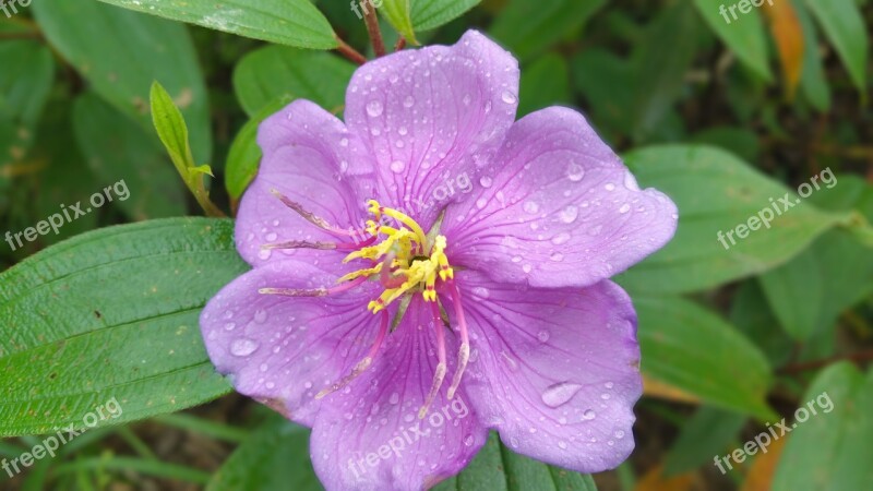 Flower Purple Flower Purple Nature Floral