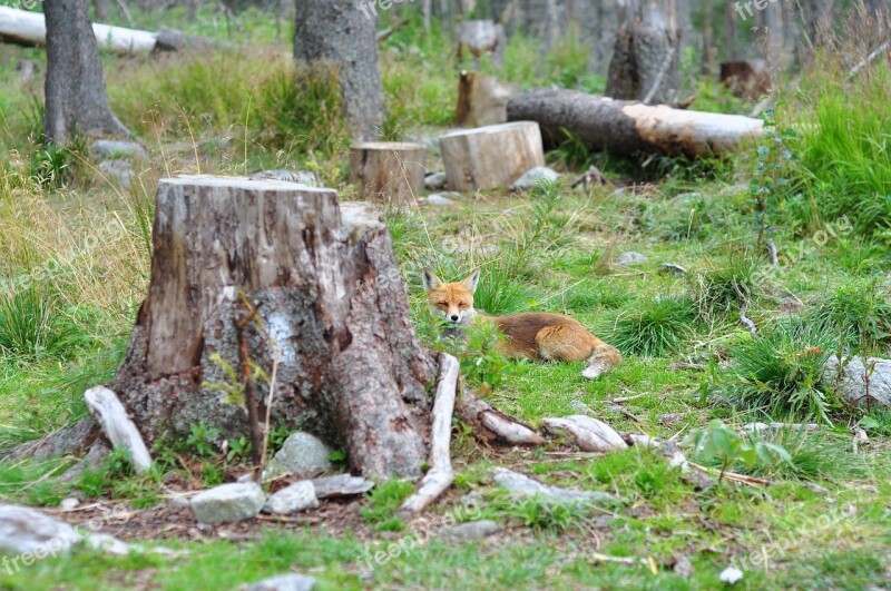 Fox Nature French Toast Tűzróka Rókaféle