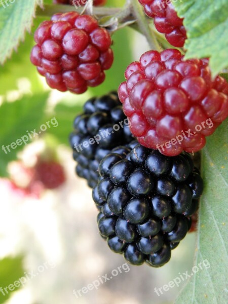 Blackberry Fruit Food Berry Healthy