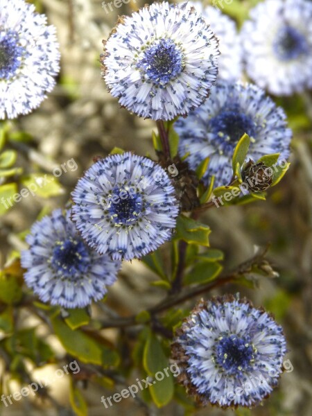 Flower Forest Lilac Blue Detail Free Photos