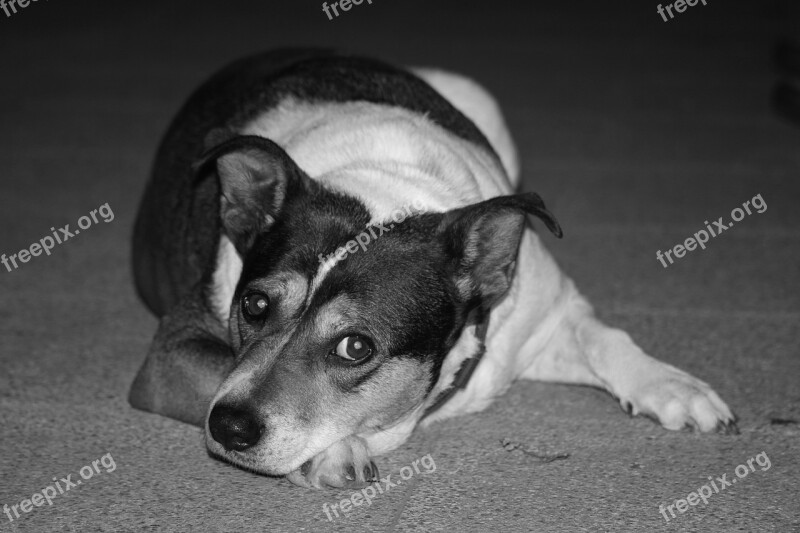 Dog Mongrel Terrier Sad Anxious