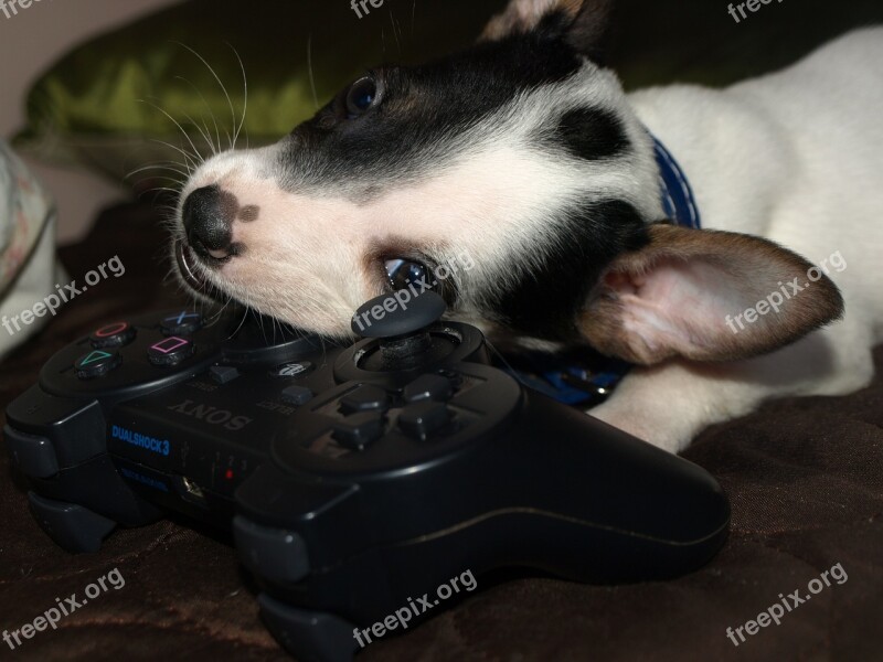 Dog Puppy Cute Joystick Playing