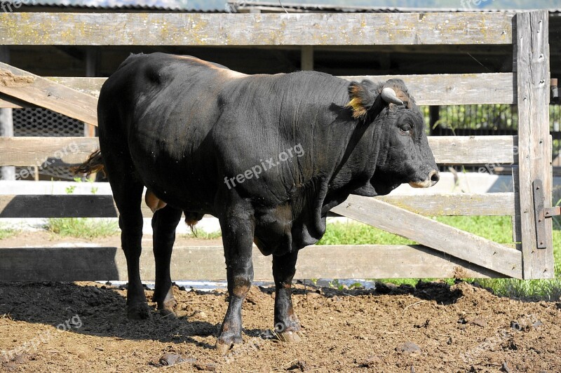 Bull Beef Livestock Ruminant Cattle