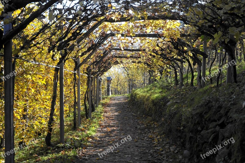 Waalweg Lana Autumn Nature Golden Autumn