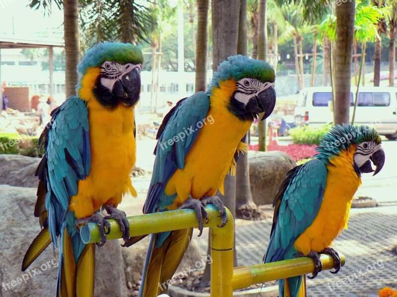 Bangkok Parrots Macaws Yellow Blue