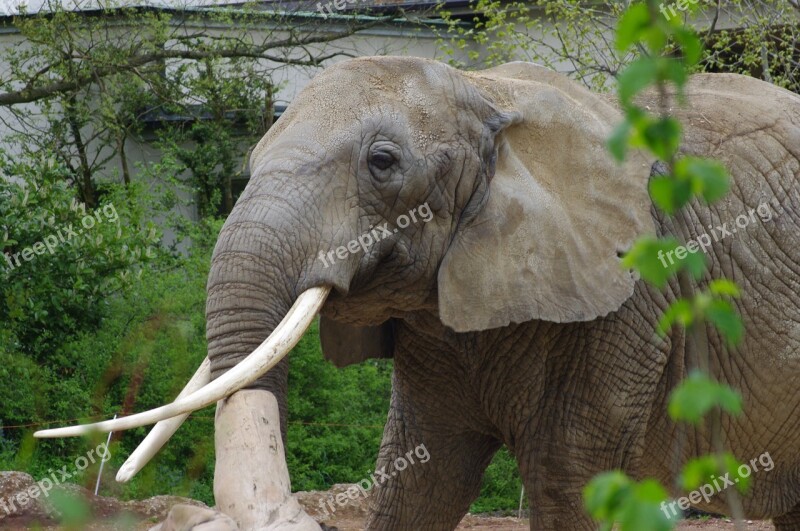 Elephant Africa Zoo Majestic Free Photos