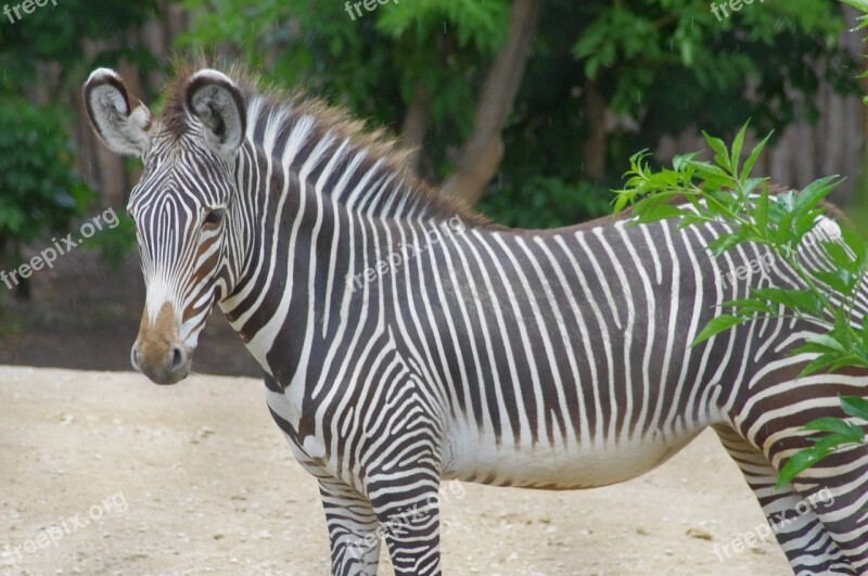 Zoo Young Zebra Animal Free Photos