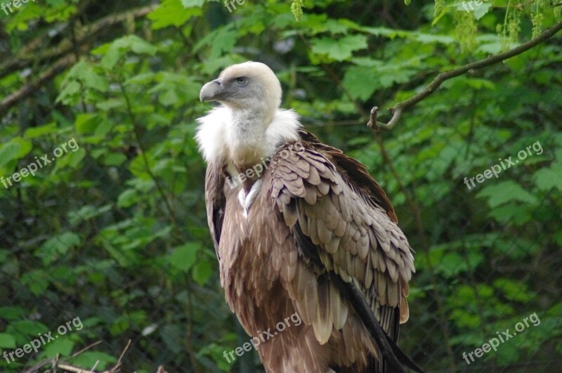 Griffon Vulture Raptor Zoo Free Photos