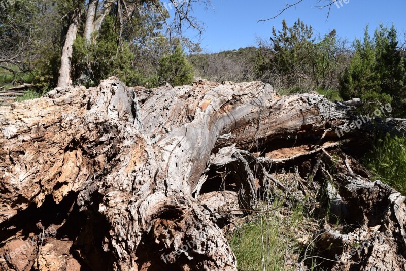 Tree Forest Fallen Wood Outdoor