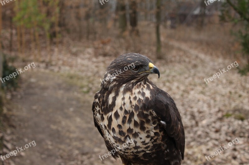 Bird Nature Birds Animal Launchy