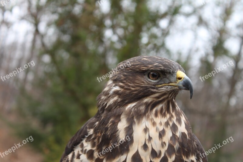 Bird Nature Birds Animal Launchy