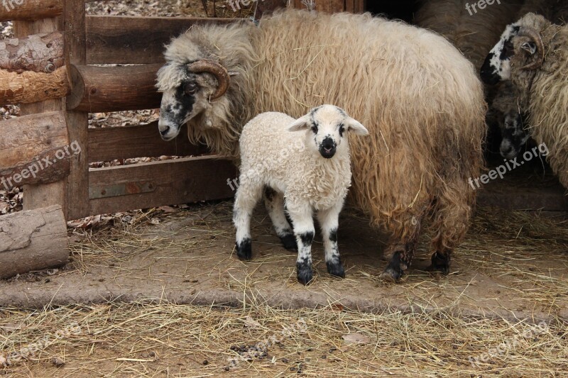 Farm Lamb Mom Little Nature