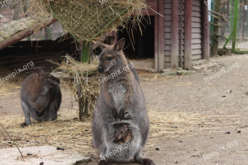 Kangaroo Little Baby Purse Group