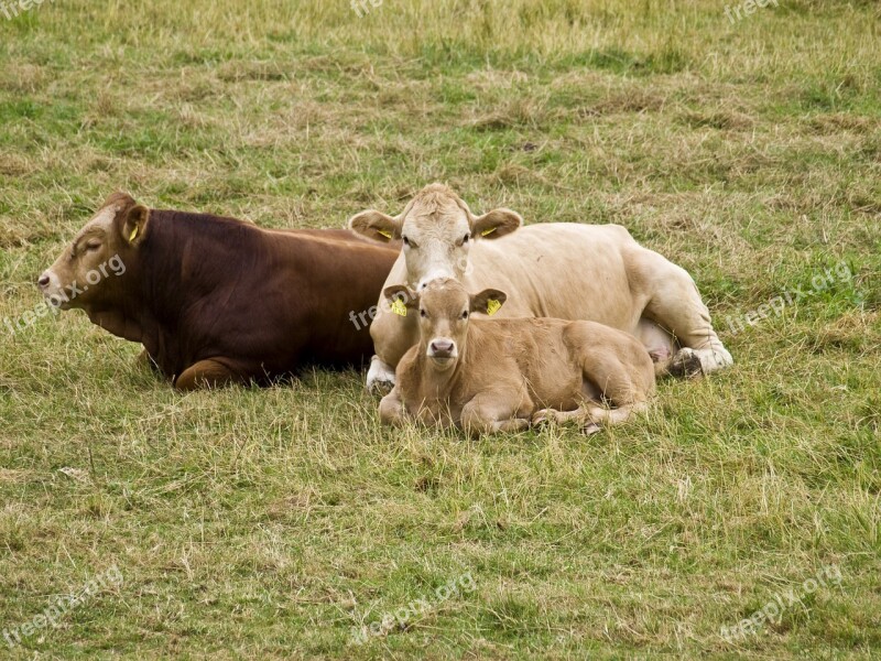 Cattle Suckle Protect Cow Calf