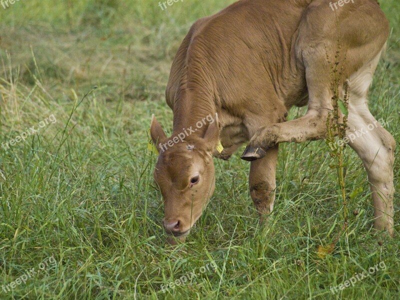 Calf Beef Cow Pasture Agriculture