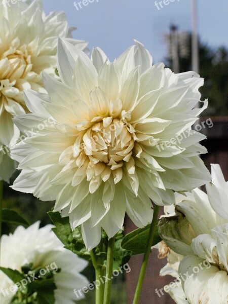 Dahlia Flower Blossom Bloom Plant