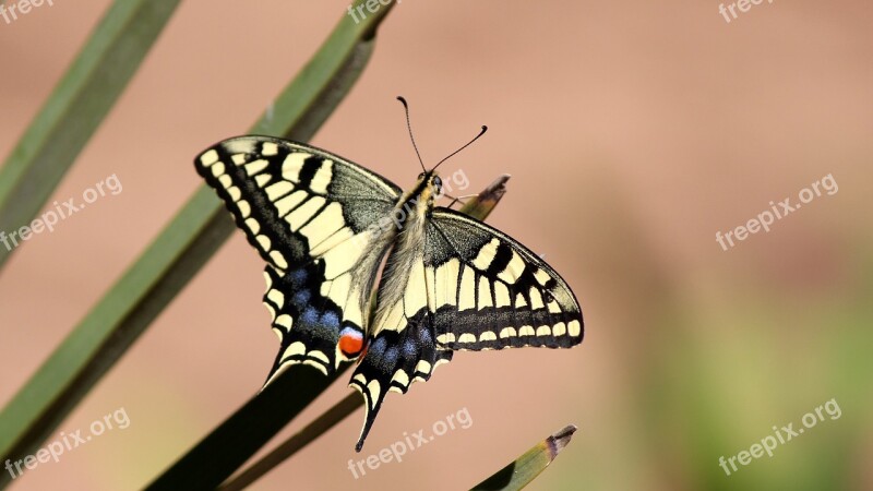 Butterfly Dovetail Papilio Machaon Insect Butterflies