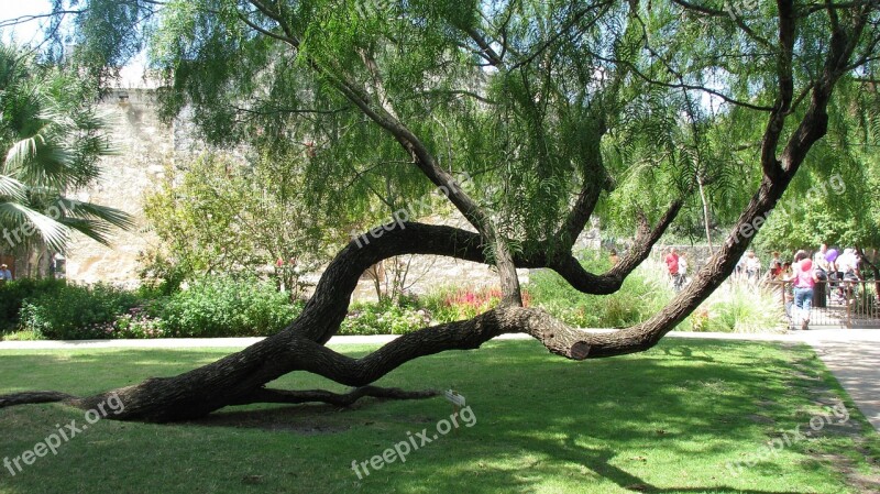 Alamo San Antonio Cedar Texas Free Photos