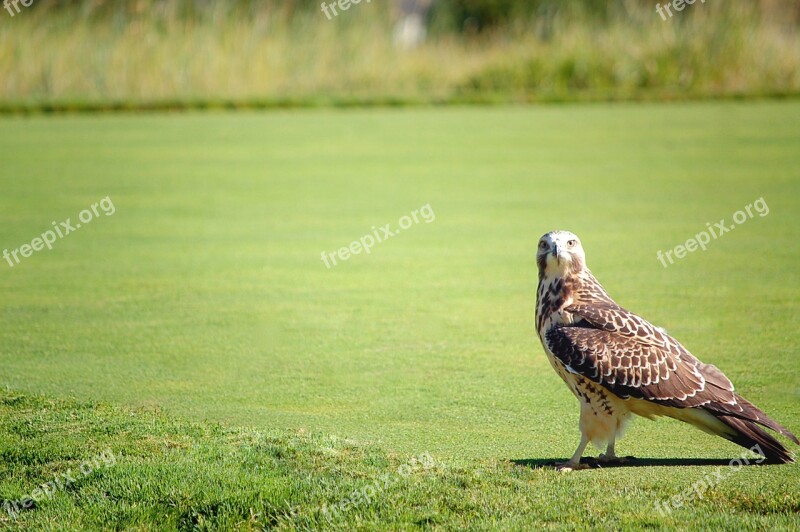 Hawk Nature Bird Wildlife Animal