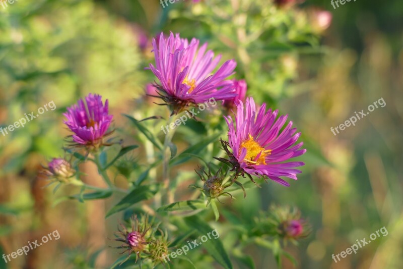 Aster Flower Pink Pink Flowers Nature