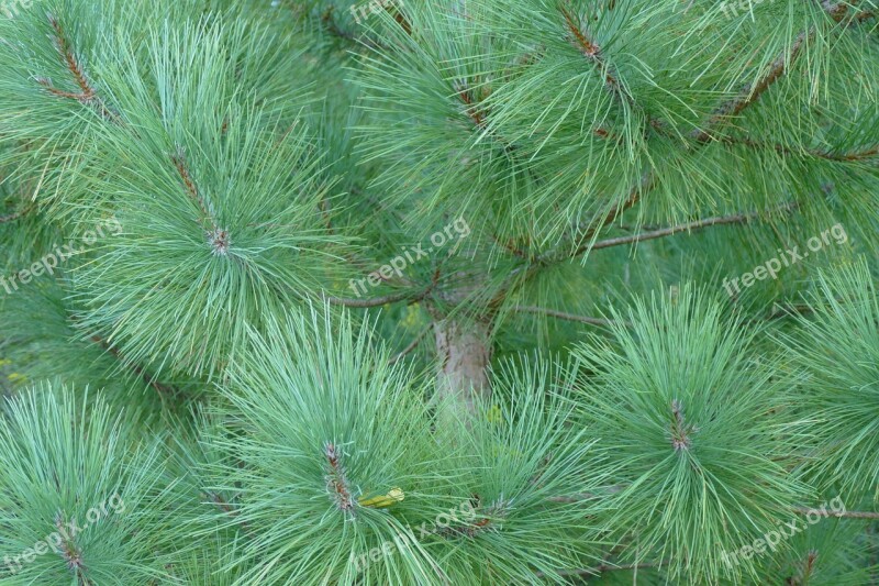 Pine Tree Pine Tree Nature Forest