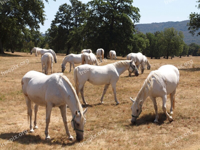 Horses White White Horse Field Nature