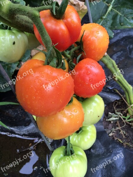 Tomatoes Vine Ripe Free Photos