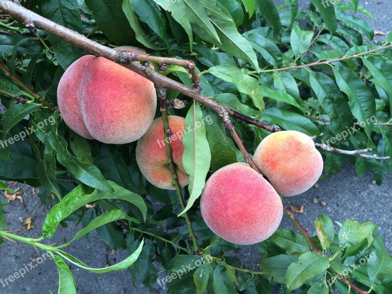 Ripe Peaches Summer Free Photos