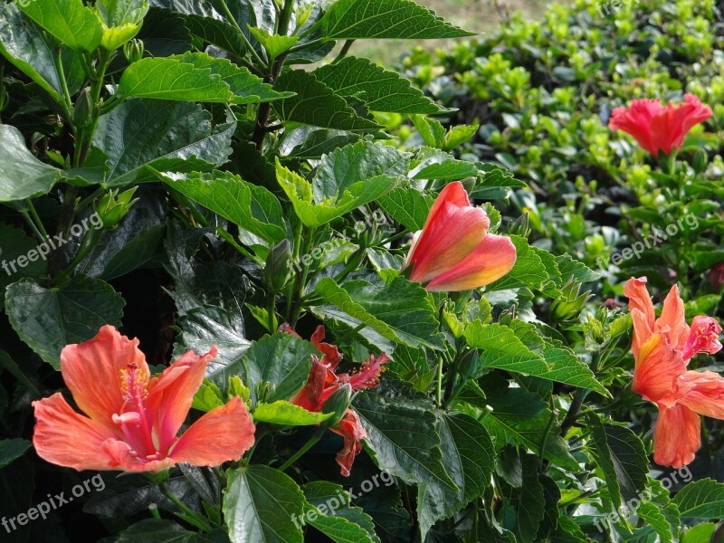 Hibiscus Flowers Plants Garden Nature