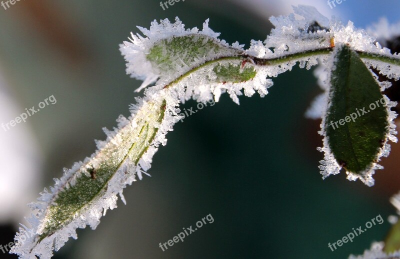 Rose Petals Frozen Frost Winter Cold