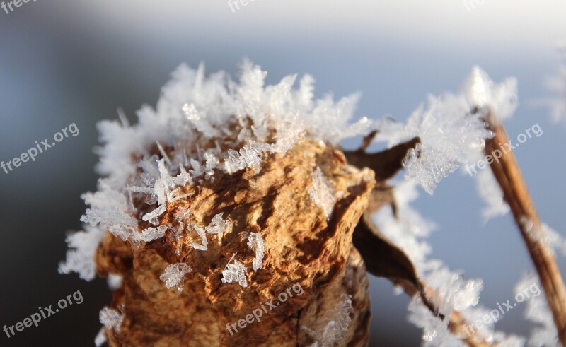 Withered Bloom Frost Winter Winter Magic Snow