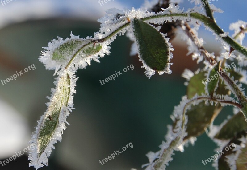 Rose Petals Frozen Frost Winter Cold