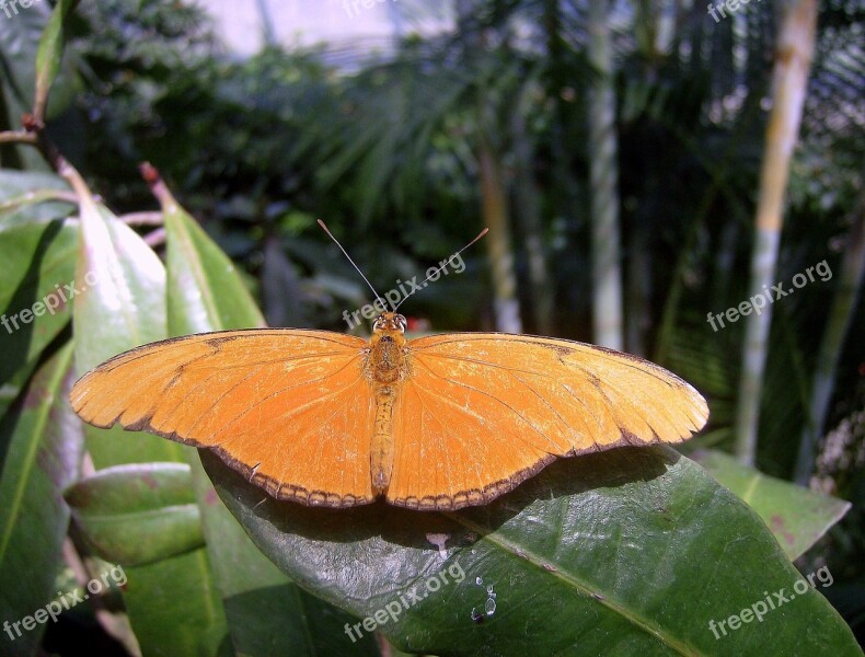 Butterfly Insect Brushfoot Family Julia Free Photos