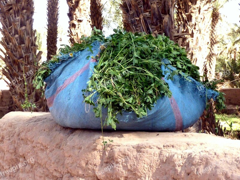 Fresh Coriander Colors Spices Morocco Free Photos