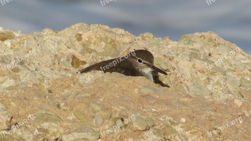 Seabird Stint Migratory Nature Free Photos