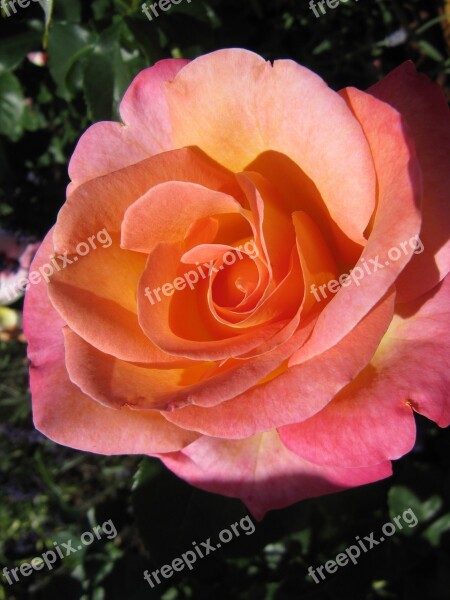 Buga Flower Rose Flowers Romantic