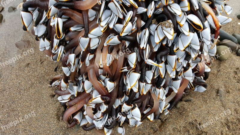 Goose Barnacles Barnacle Sea Shore Flotsam