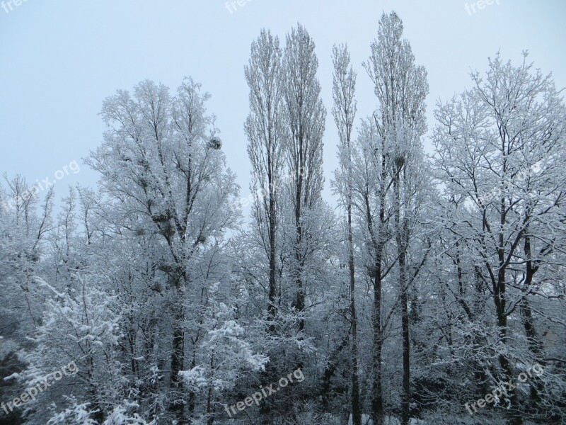 Trees Snow Winter Cold Nature