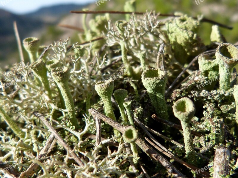 Lichen Moss Snorquel Macro Forest