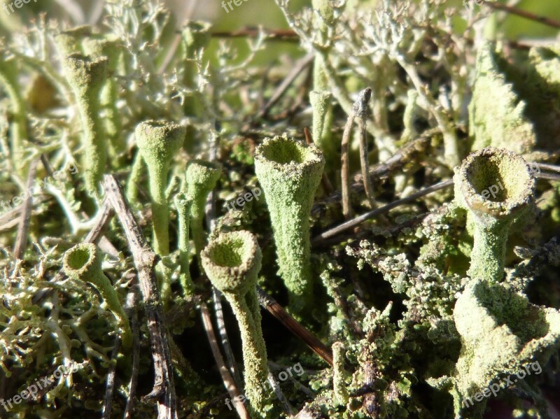 Lichen Moss Snorquel Macro Forest