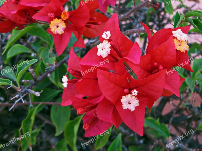 Bougainvillea Flower Red Red Flower Free Photos