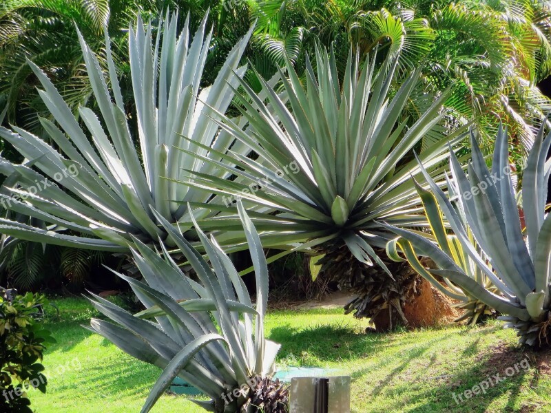 Agave Plant Exotic Spice Defence