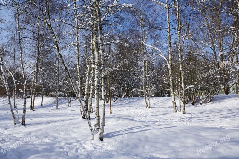 Snow Winter Birch Forest Silent