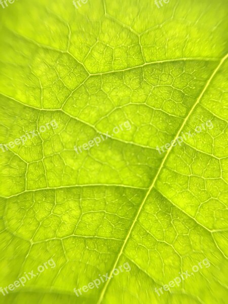 Leaf Macro Veins Color Garden