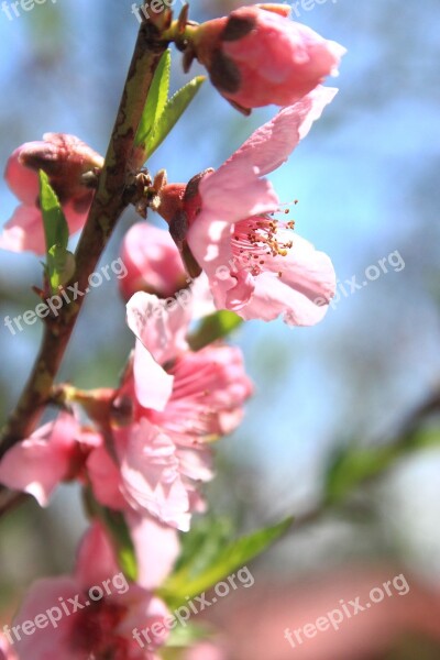 Peach Blossom Flower Floral Nature