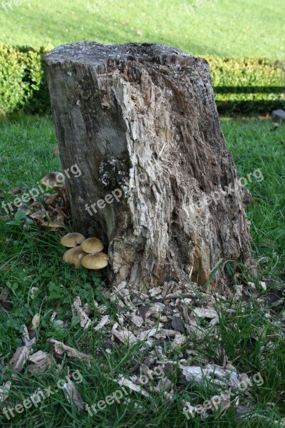 Log Mushroom Nature Tree Mushrooms On Tree