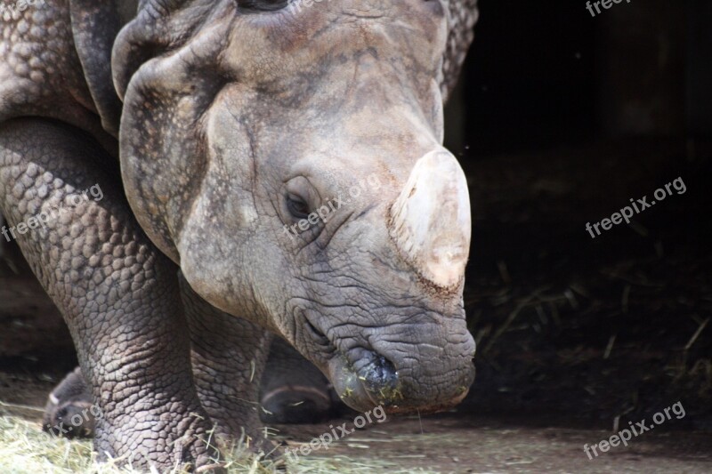 Rhino Zoo Horn Animal Free Photos