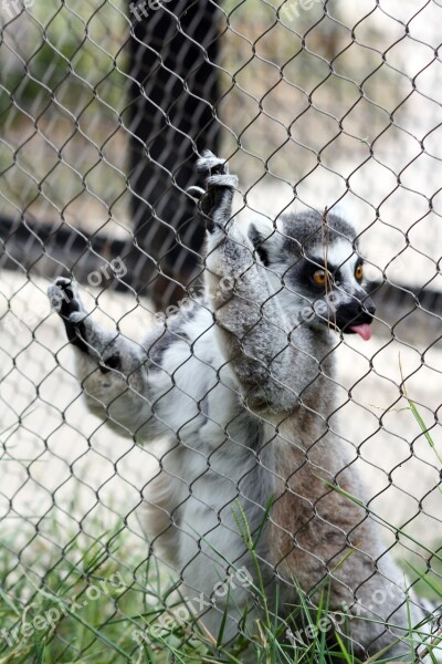 Lemur Language Zoo Animal Free Photos