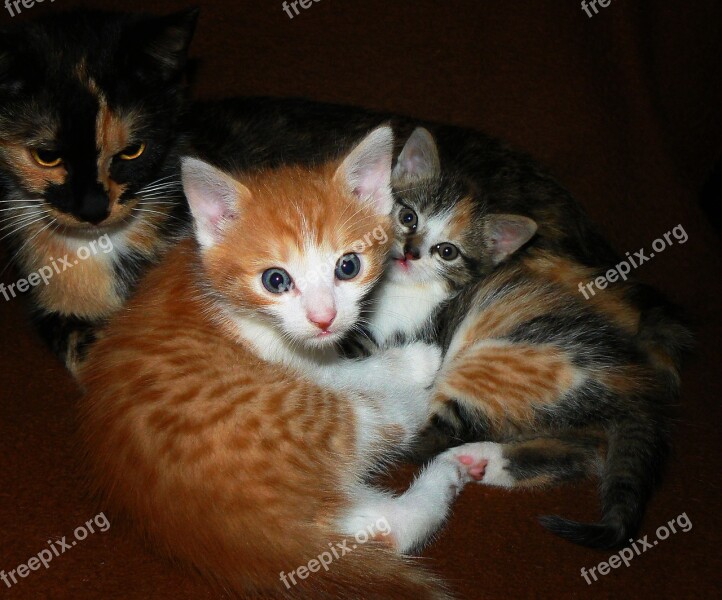 Animals Cats Kittens Sweet Colorful