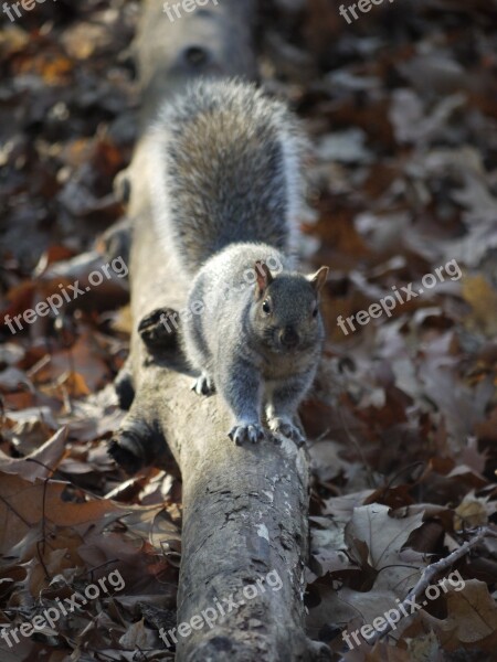 Squirrel Fall Nature Animal Grey Squirrel